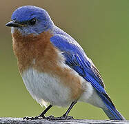 Eastern Bluebird