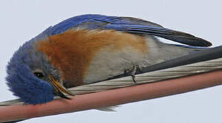 Eastern Bluebird