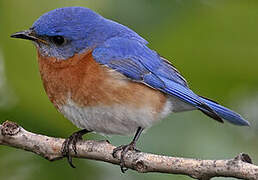 Eastern Bluebird