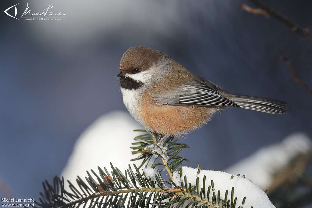 Boreal Chickadee, identification