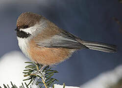 Mésange à tête brune