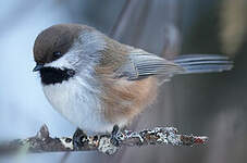 Mésange à tête brune