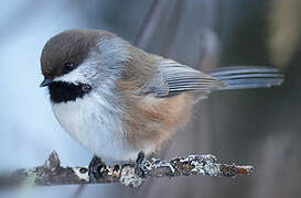 Boreal Chickadee