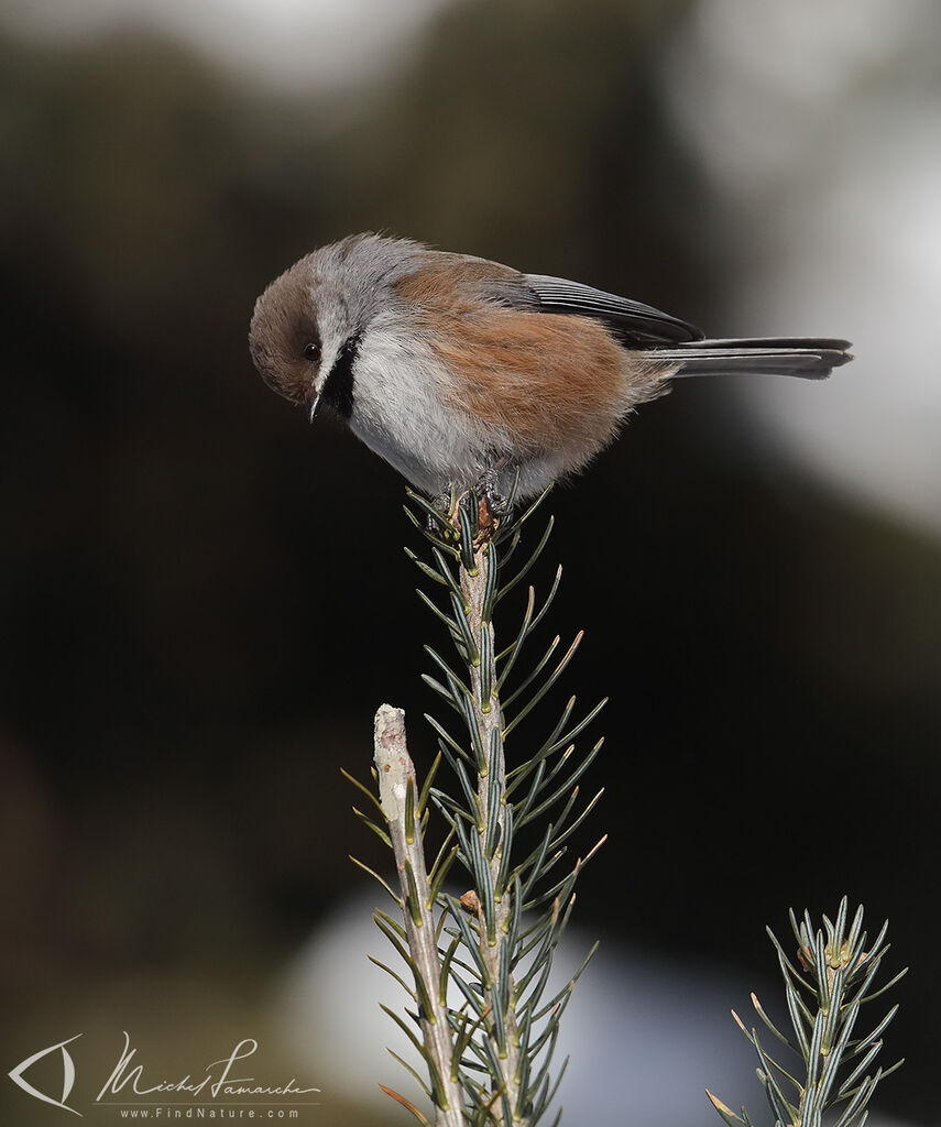 Mésange à tête brune