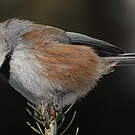Mésange à tête brune