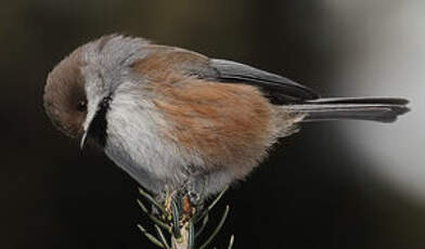 Mésange à tête brune