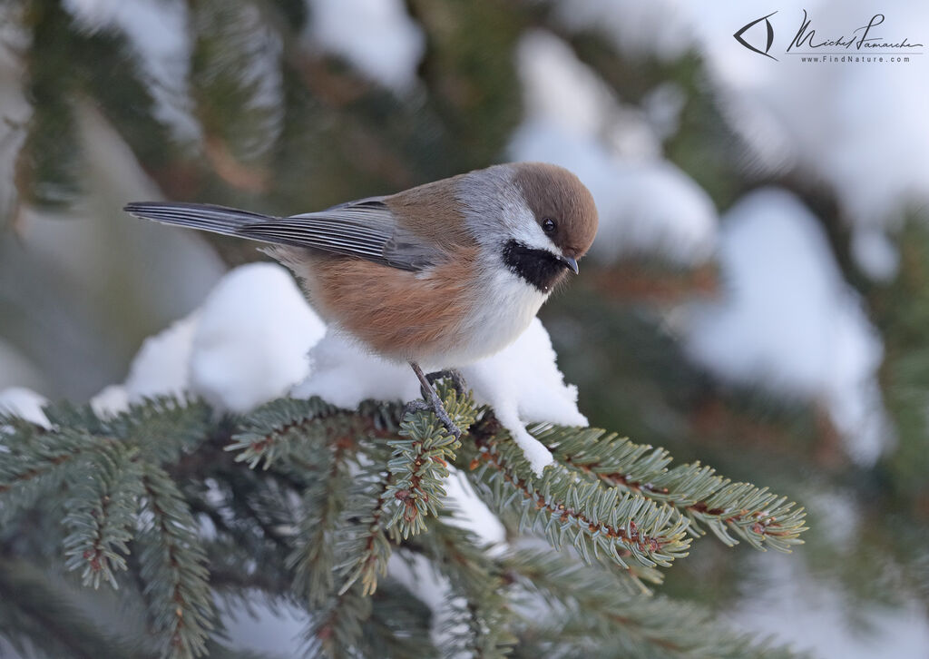 Mésange à tête brune