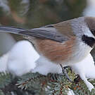 Mésange à tête brune