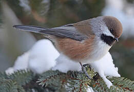 Boreal Chickadee