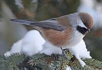 Mésange à tête brune