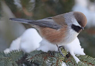 Mésange à tête brune