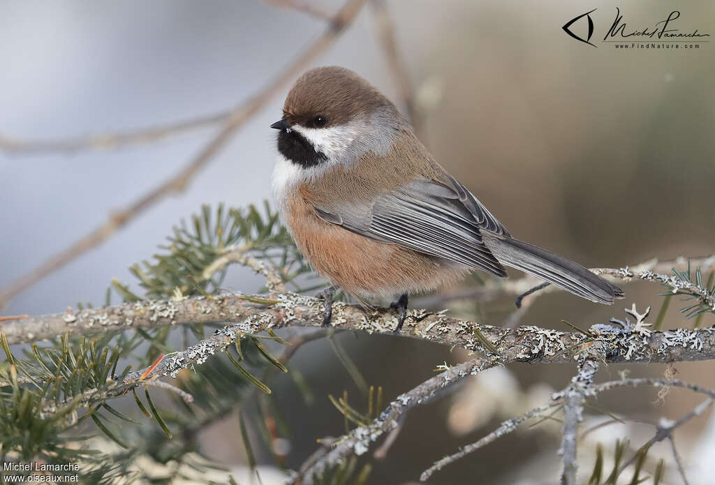 Boreal Chickadee, identification