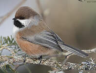 Mésange à tête brune