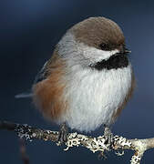 Boreal Chickadee