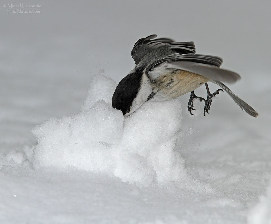 Black-capped Chickadee