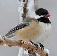 Black-capped Chickadee