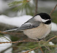 Mésange à tête noire