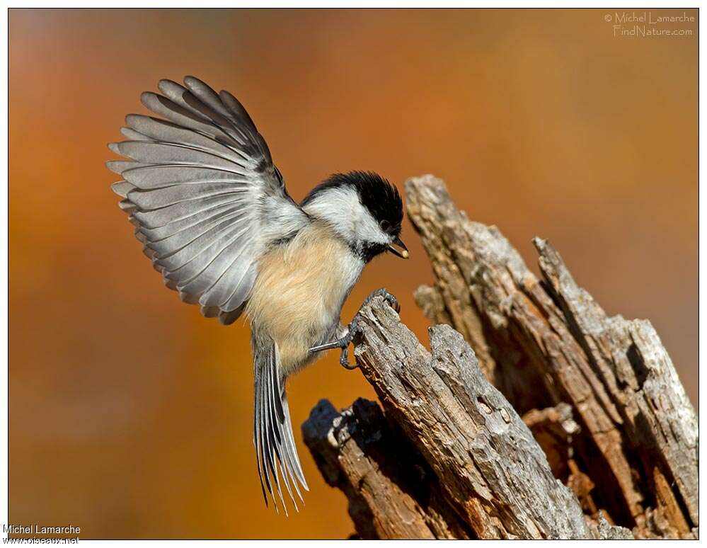 Black-capped Chickadeeadult, aspect, pigmentation, feeding habits