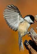 Black-capped Chickadee