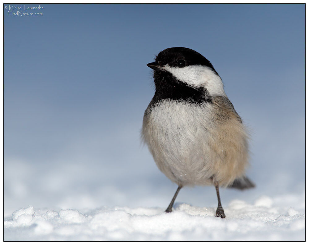 Black-capped Chickadee