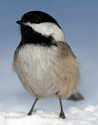 Black-capped Chickadee