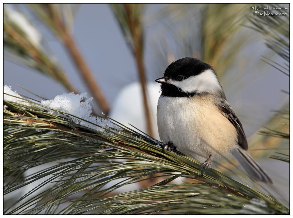 Mésange à tête noire