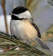 Black-capped Chickadee