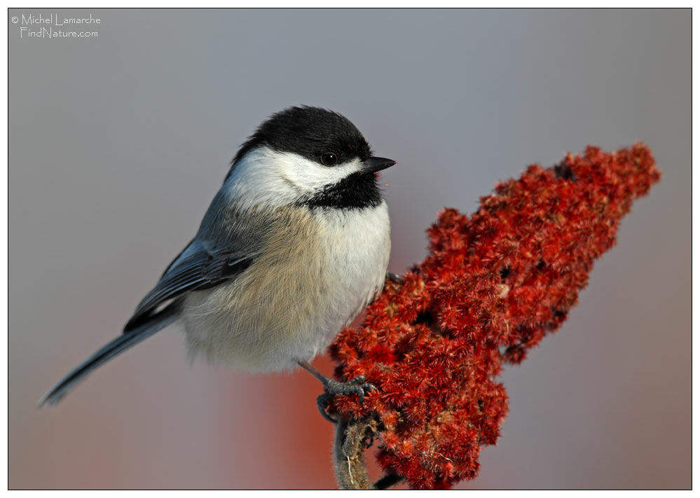 Black-capped Chickadee