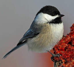 Mésange à tête noire