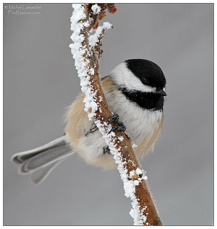 Black-capped Chickadee