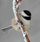 Black-capped Chickadee