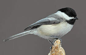 Black-capped Chickadee