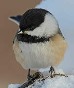 Black-capped Chickadee