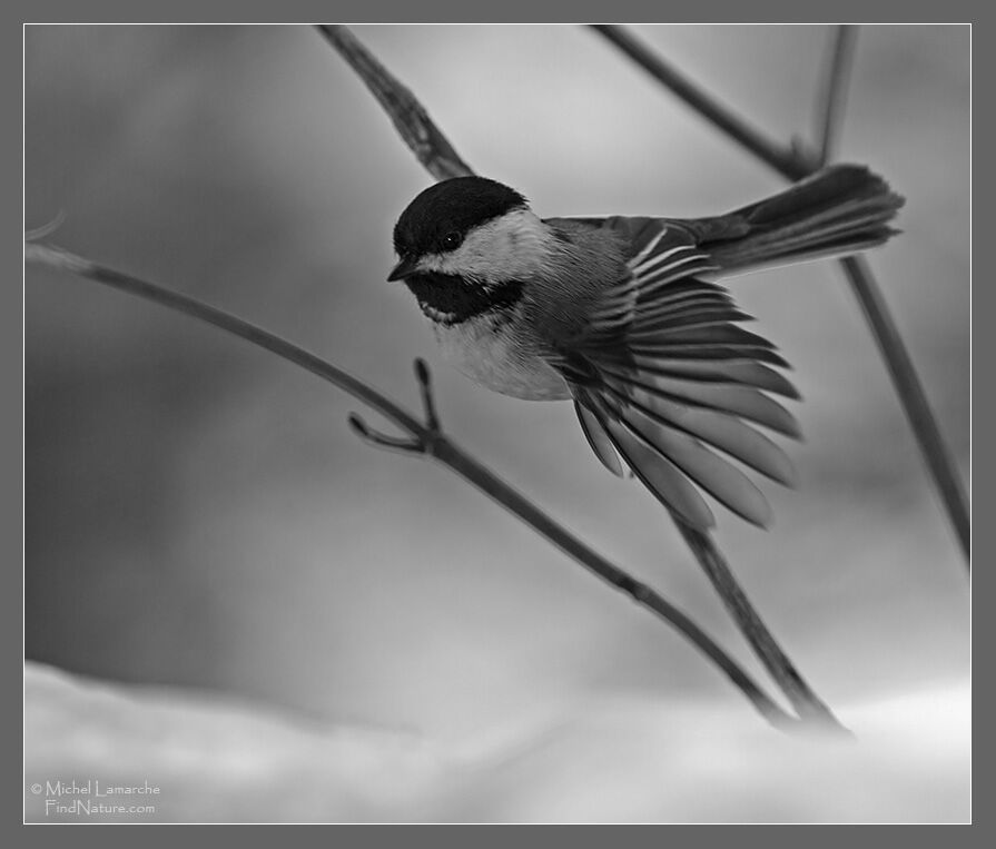 Mésange à tête noire