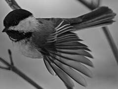 Black-capped Chickadee