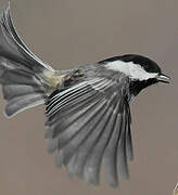 Black-capped Chickadee