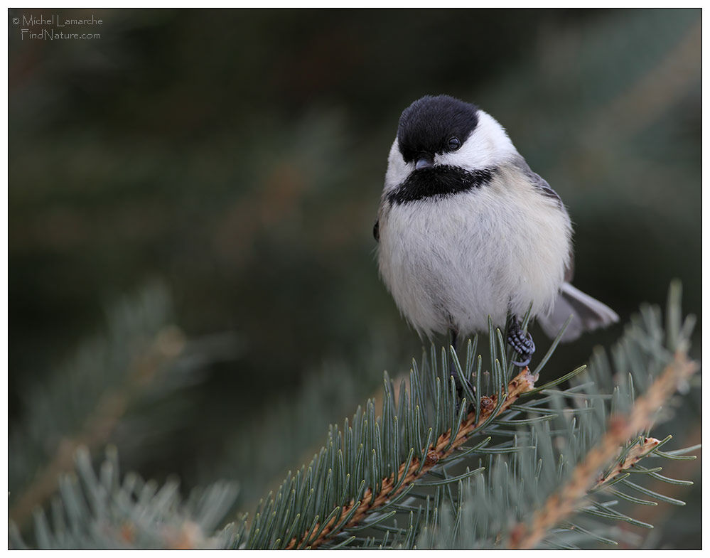 Black-capped Chickadee