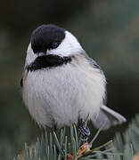 Black-capped Chickadee