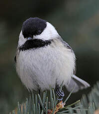 Mésange à tête noire