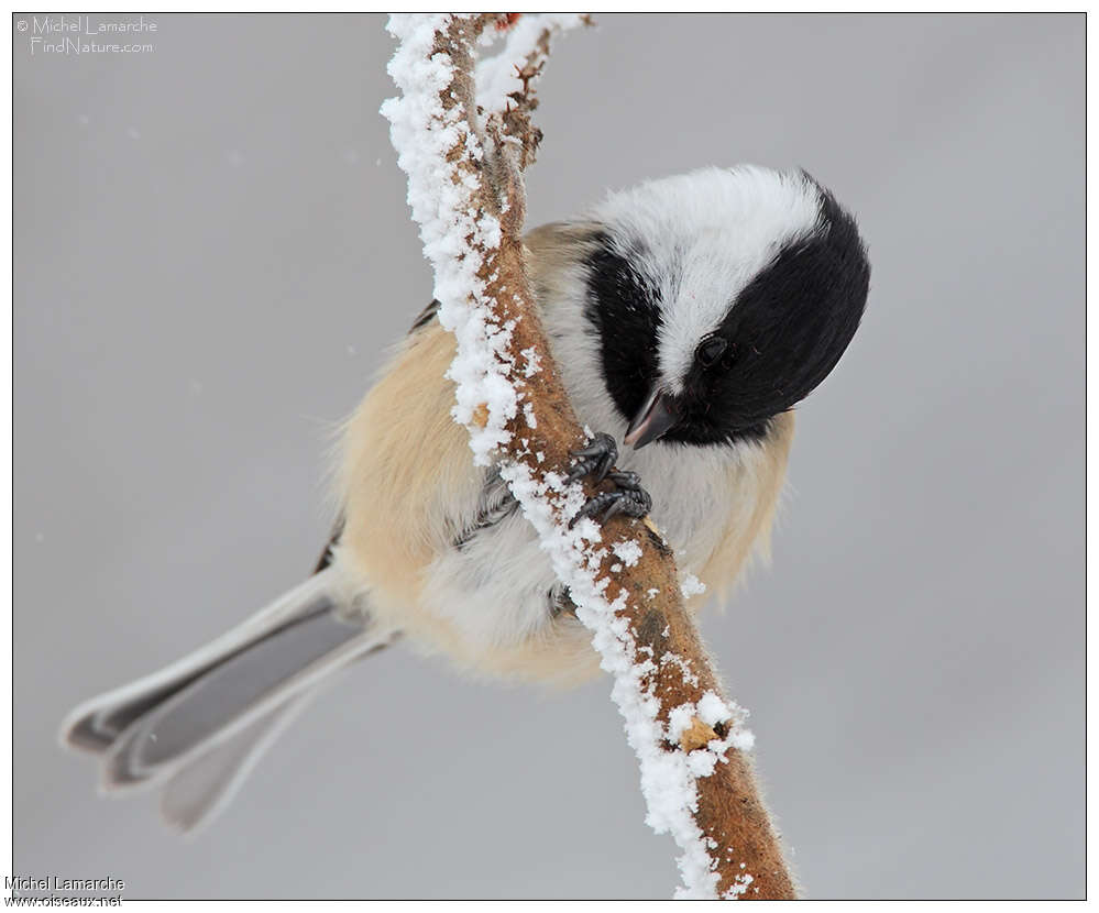 Mésange à tête noireadulte, Comportement