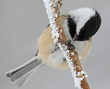 Black-capped Chickadee