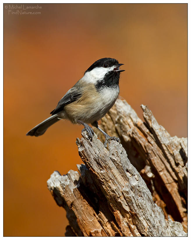 Mésange à tête noire