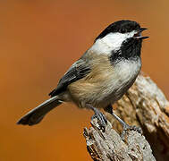 Black-capped Chickadee