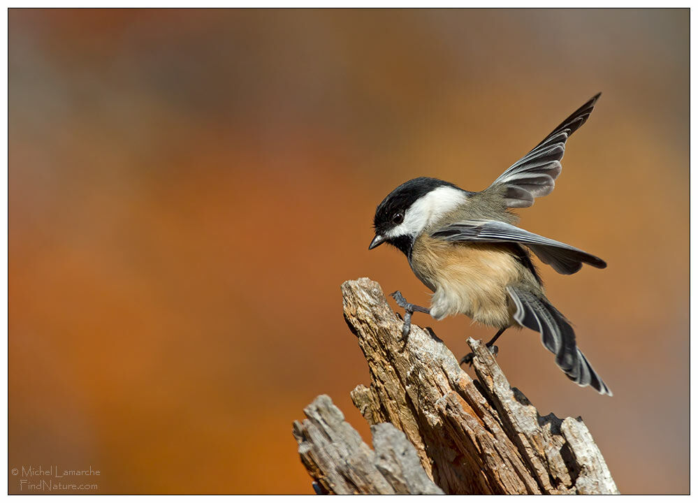 Mésange à tête noire