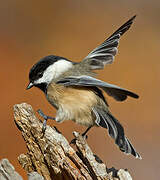 Black-capped Chickadee