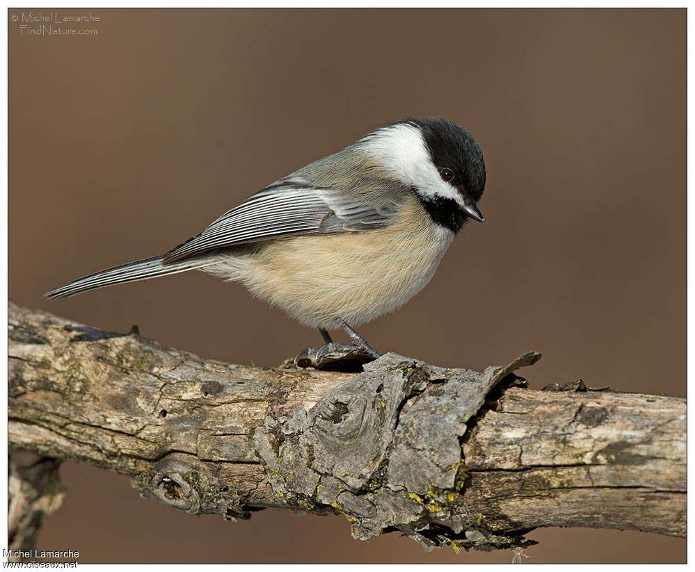 Black-capped Chickadeeadult breeding, identification