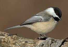 Black-capped Chickadee