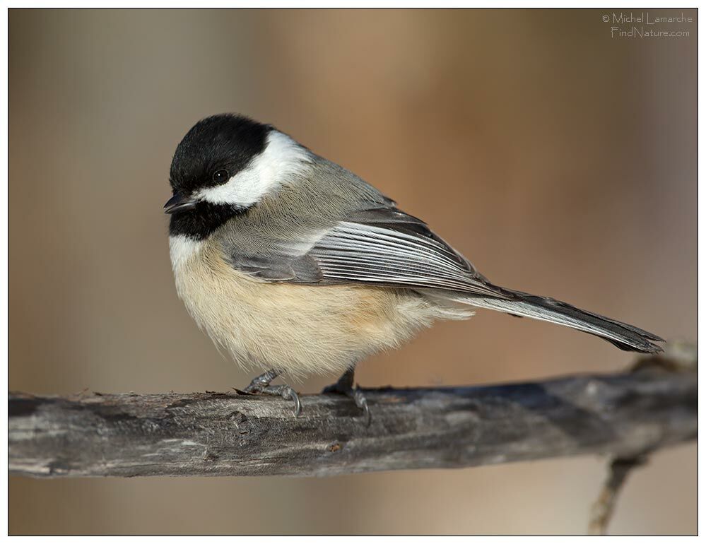 Black-capped Chickadee