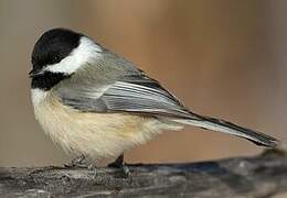 Black-capped Chickadee