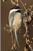 Black-capped Chickadee